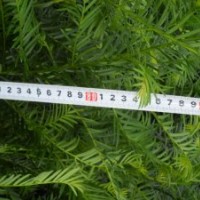 50-90公分紅豆杉苗只賣1元買到即賺到