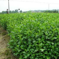 北京青楓苗多，江西四川紫薇基地，北京木荷造林苗比較好，北京馬