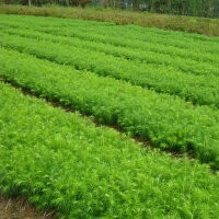 上海紅豆杉，北京紅豆杉，濕地松，浙江求購青楓小苗。青錢柳