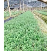 貴州紅豆杉，杉苗，濕地松，青楓，貴州求購木荷楓香苗，池杉批分