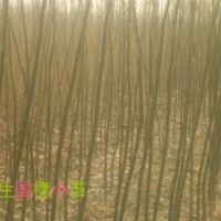 低價(jià)供應(yīng)速生國(guó)槐苗 北欒苗 南欒苗