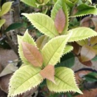 五彩桂 珍珠彩葉桂最新價格 供應(yīng)