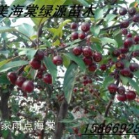 皇家雨點(diǎn)海棠