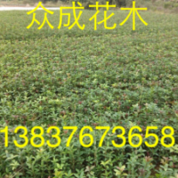 50公分高桂花苗，1米高桂花小苗，1公分桂花價格
