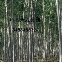 毛白楊 速生楊 刺槐 紫穗槐 紫穗槐 紫穗槐 紫穗槐