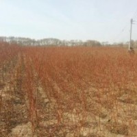 東北唯一五年生美國變色龍須柳