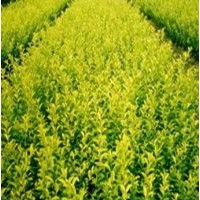 金葉女貞產(chǎn)地