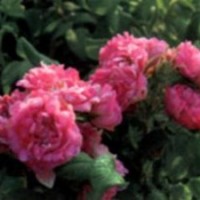 低價供應(yīng)食用玫瑰種苗