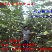 山東毛白楊小苗價(jià)格，山東毛白楊小苗供應(yīng)，山東毛白楊小苗種植信