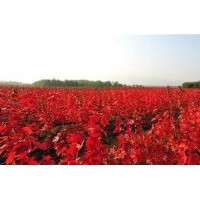 日本紅楓1年苗，2年苗，3年苗.....價格面議。