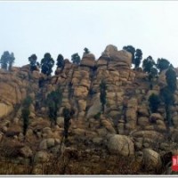 一.【苗木供應(yīng)】丨【泰安】梁夫山農(nóng)業(yè)基地