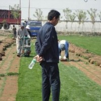 河北草坪報(bào)價(jià)