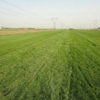 高爾夫球場(chǎng)草坪價(jià)格