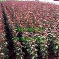山東泰山苗木花卉繁育基地