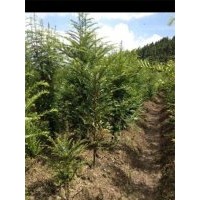 供應(yīng)建甌紅豆杉