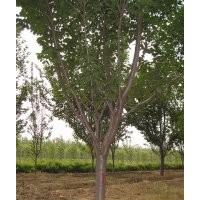 供應(yīng)天津3、4、5公分府海棠、西府海棠價格,山東泰安泰和苗圃
