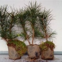 出售白皮松小苗