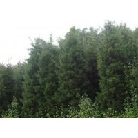 供應(yīng)龍海羅漢松產(chǎn)地直銷