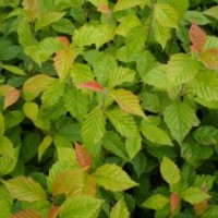 水榆花楸、榆樹花楸苗、花楸