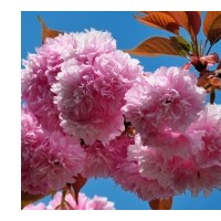 櫻粘王苗，皇冠櫻粘王苗，櫻粘王芽苗及半成品苗