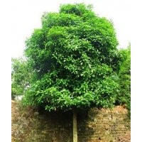 供應(yīng)冬青樹苗