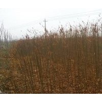 大量供應(yīng)紫薇、郁杏子等苗木