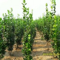 北海道黃楊 常年供應(yīng)北海道黃楊 量大