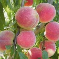 專業(yè)供應品種純正桃樹苗 嫁接桃樹苗 專業(yè)培育優(yōu)質桃樹苗 易成活