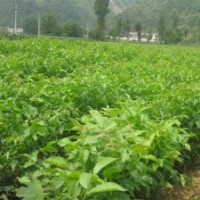 基地直銷嫁接核桃苗 薄皮核桃苗 掛果多優(yōu)質核桃苗 大量從優(yōu)