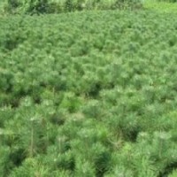 供應(yīng)華山松