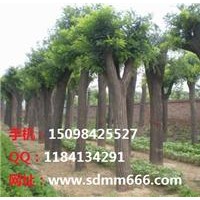 毛白楊 速生楊 柳樹系列 107國槐一條鞭