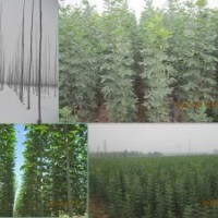 供應(yīng) 白蠟