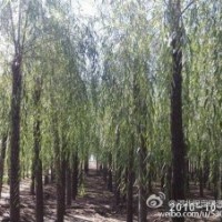 河北保定出售垂柳10萬棵
