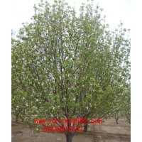 懷來海棠樹價(jià)格
