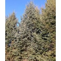 大量供應(yīng)各種規(guī)格油松，云杉，紅松，銀中楊，五角楓，水曲柳，蒙
