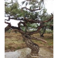 供應(yīng)各類苗木，黑松盆景