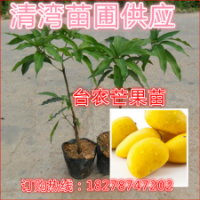 芒果苗 臺農(nóng)一號芒果苗 樹苗 批發(fā) 果苗