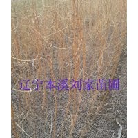 刺槐苗、刺槐、釘槐苗、洋槐