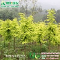 金葉水杉 長勢迅速 耐寒性強 江西金葉水杉小苗報價 金葉水杉種植