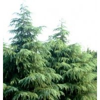 買雪松請到這里?。?！13507665695