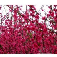 天豪苗圃供應碧桃 紫葉李 紅寶石海棠 西府海棠 榆葉梅