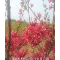 大量供應(yīng)嫣紅菊花桃，質(zhì)量保證，！