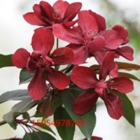 長勢最快的北美海棠紅巴倫海棠15054978760