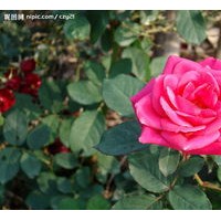 珍珠梅、黃刺梅、紅玫瑰、連翹、迎春、棣棠、紅瑞木、金鐘花，紫