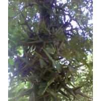 出售皂角樹苗