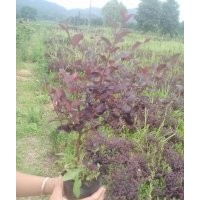 低價(jià)出售高度25-40公分高的10萬(wàn)！請(qǐng)速聯(lián)系