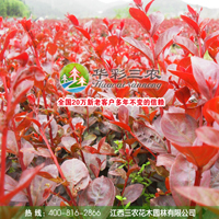 紅葉喬木紫薇（1號）