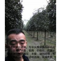 買四川高桿桂花首選老兵苗木園藝場