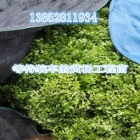 小葉黃楊苗價(jià)格低品質(zhì)好黃楊樹(shù)1-3公分供應(yīng)