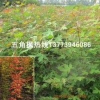 名貴彩葉樹種五角楓小苗批發(fā)庭院別墅最佳觀賞樹種